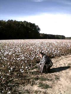 Cotton Land